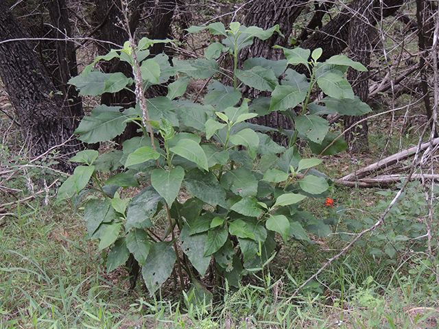 Verbesina virginica (Frostweed) #65971