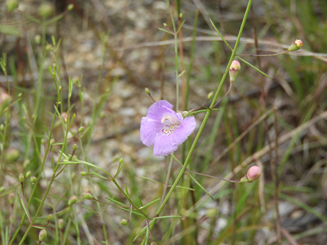 Agalinis edwardsiana (Plateau false foxglove) #66144