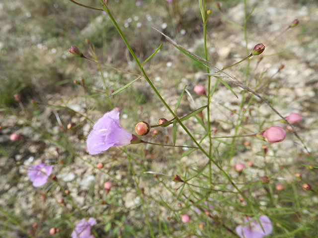 Agalinis edwardsiana (Plateau false foxglove) #66161