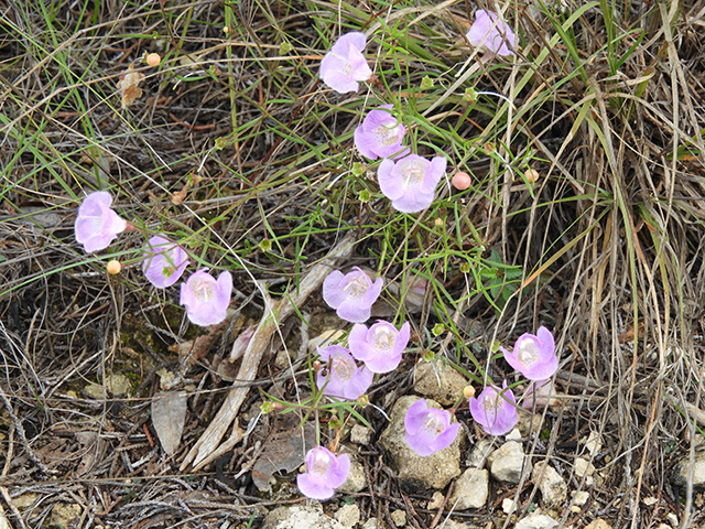 Agalinis edwardsiana (Plateau false foxglove) #66175