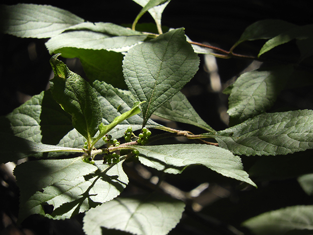 Callicarpa americana (American beautyberry ) #66294