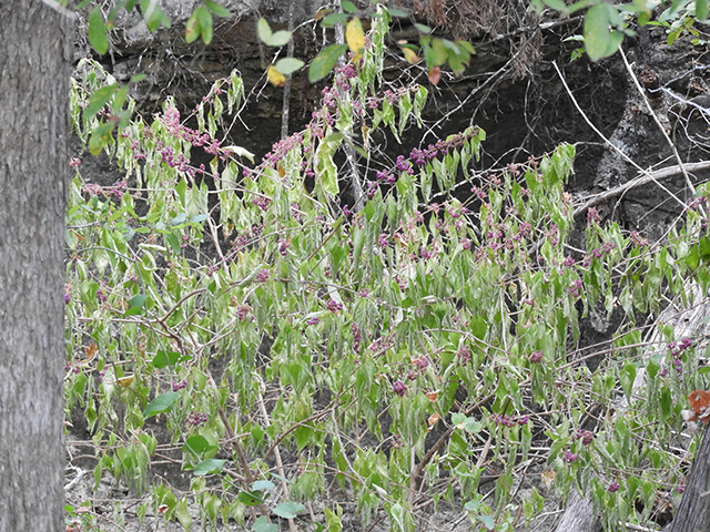 Callicarpa americana (American beautyberry ) #66306