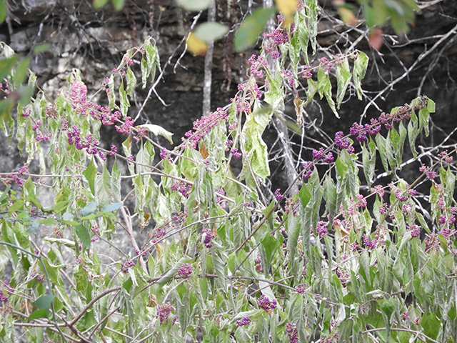 Callicarpa americana (American beautyberry ) #66307