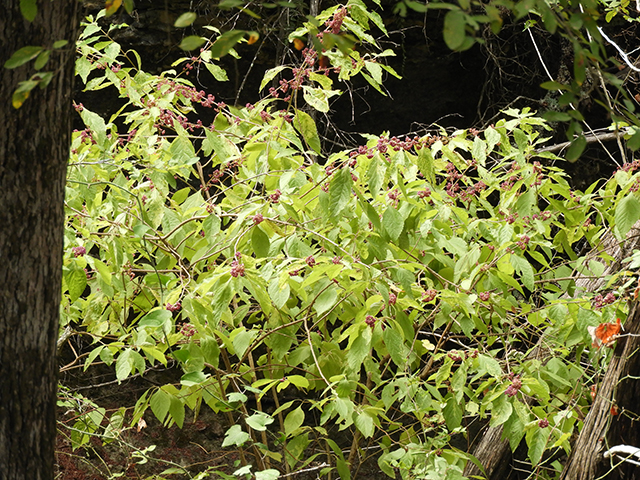 Callicarpa americana (American beautyberry ) #66309