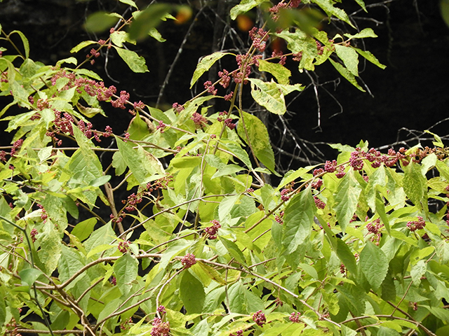 Callicarpa americana (American beautyberry ) #66310