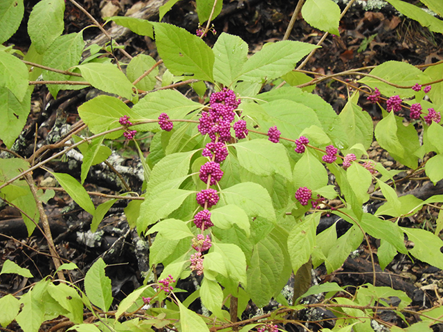 Callicarpa americana (American beautyberry ) #66314