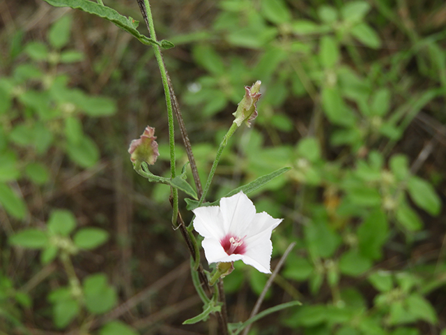 Convolvulus equitans (Texas bindweed) #66322