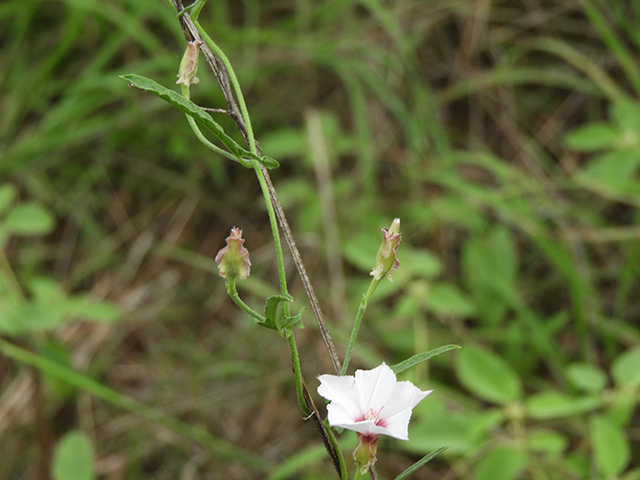 Convolvulus equitans (Texas bindweed) #66329