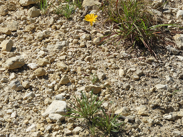 Tetraneuris scaposa var. scaposa (Four-nerve daisy) #88675