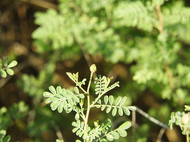 Dalea frutescens (Black dalea) #88729