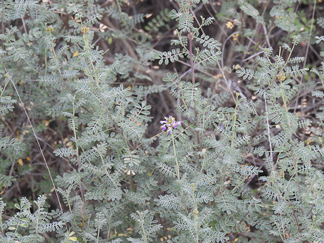 Dalea frutescens (Black dalea) #88732