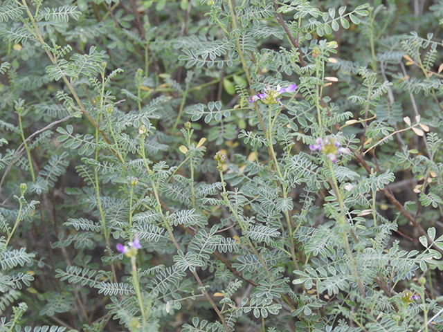 Dalea frutescens (Black dalea) #88735