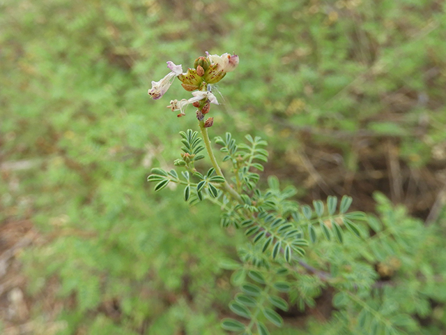 Dalea frutescens (Black dalea) #88738