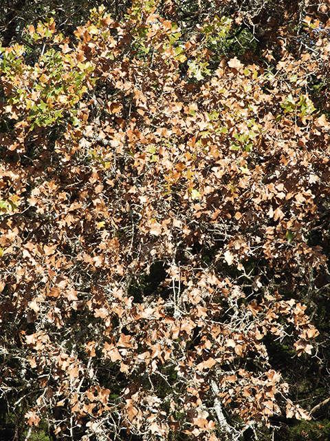 Quercus marilandica (Blackjack oak) #88818