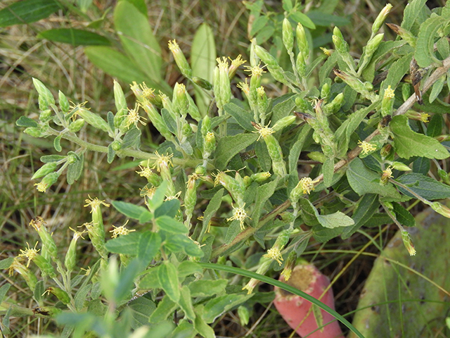 Brickellia cylindracea (Gravel-bar brickellbush) #88855