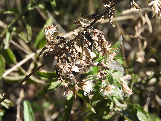 Brickellia cylindracea (Gravel-bar brickellbush) #88864