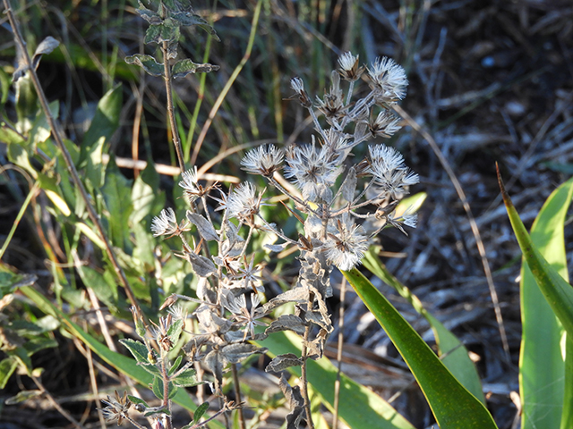 Brickellia cylindracea (Gravel-bar brickellbush) #88866