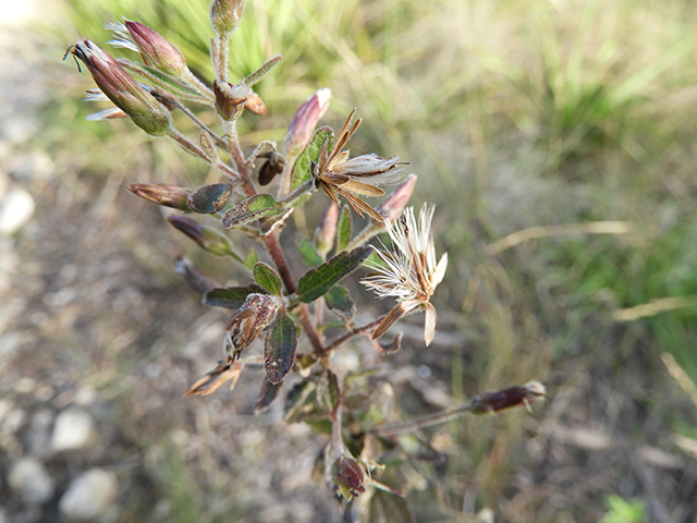 Brickellia cylindracea (Gravel-bar brickellbush) #88869