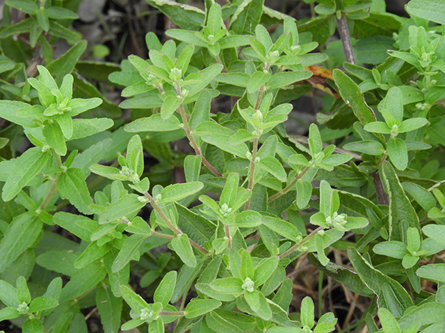 Brickellia cylindracea (Gravel-bar brickellbush) #88883