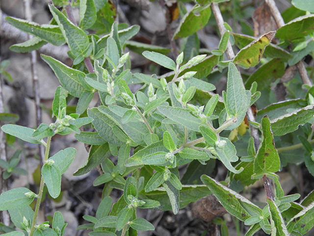 Brickellia cylindracea (Gravel-bar brickellbush) #88897