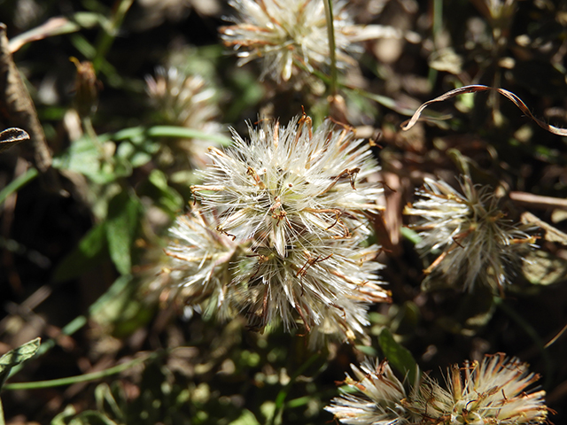 Brickellia cylindracea (Gravel-bar brickellbush) #88910