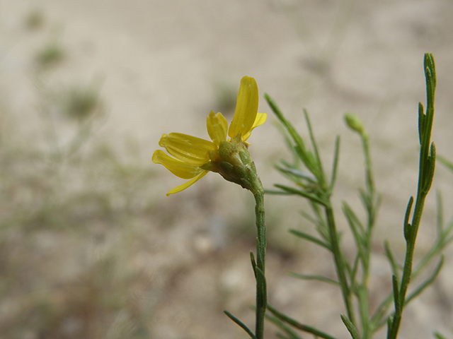 Amphiachyris amoena (Texas broomweed) #88942