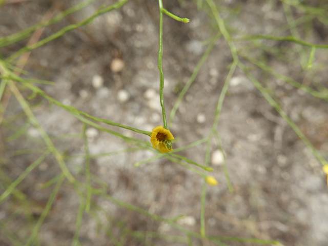 Amphiachyris amoena (Texas broomweed) #88962