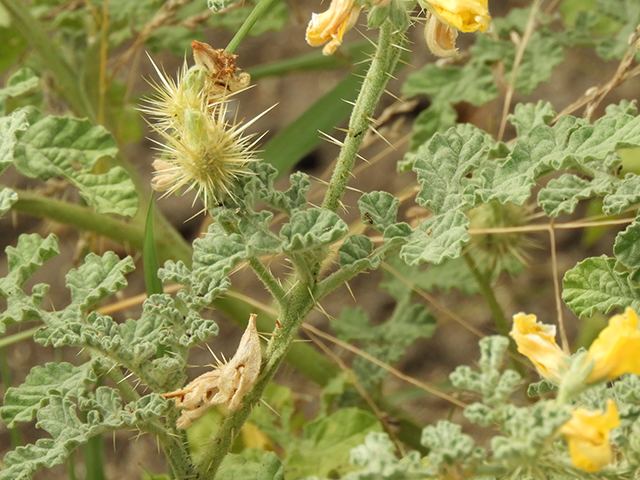 Solanum rostratum (Buffalo bur) #89049