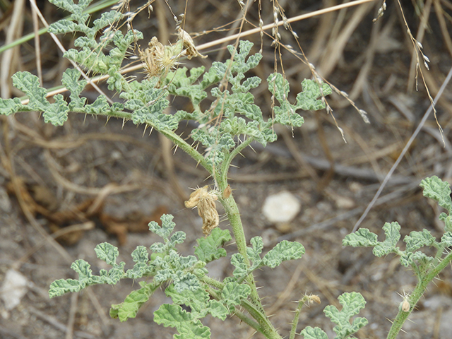 Solanum rostratum (Buffalo bur) #89058