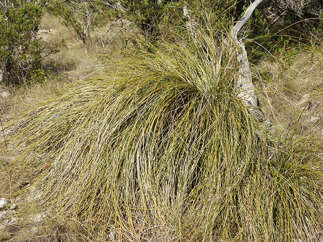 Nolina texana (Texas sacahuista) #89064