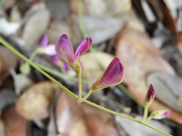 Lespedeza texana (Texas lespedeza) #89077