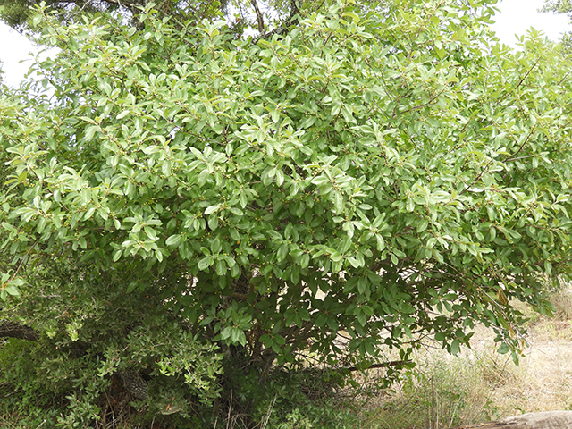 Frangula caroliniana (Carolina buckthorn) #89135