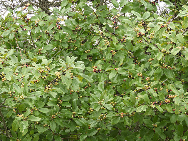 Frangula caroliniana (Carolina buckthorn) #89144