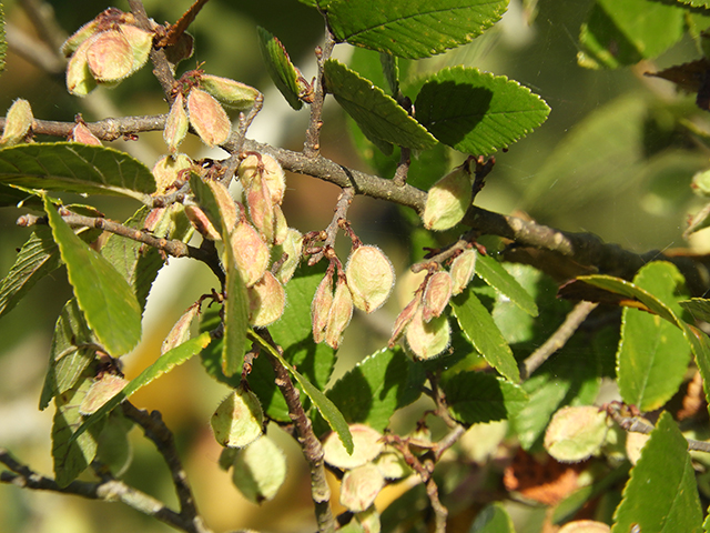 Ulmus crassifolia (Cedar elm) #89180