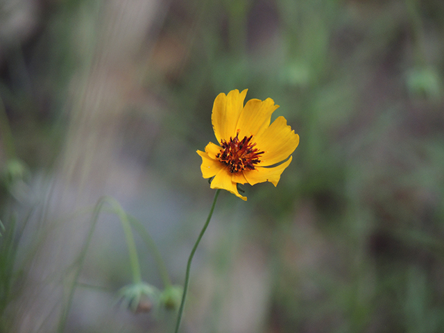 Thelesperma filifolium var. filifolium (Stiff greenthread) #89216