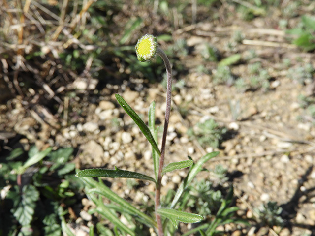 Tetraneuris scaposa var. argyrocaulon (Stemmy four-nerve daisy) #89226