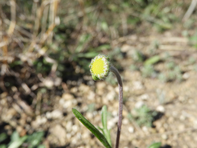 Tetraneuris scaposa var. argyrocaulon (Stemmy four-nerve daisy) #89227