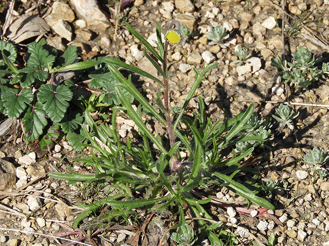 Tetraneuris scaposa var. argyrocaulon (Stemmy four-nerve daisy) #89228