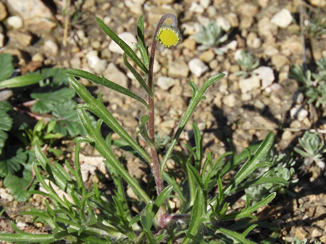 Tetraneuris scaposa var. argyrocaulon (Stemmy four-nerve daisy) #89229