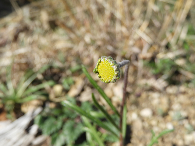 Tetraneuris scaposa var. argyrocaulon (Stemmy four-nerve daisy) #89230