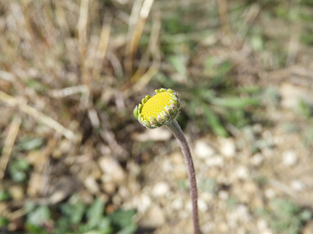 Tetraneuris scaposa var. argyrocaulon (Stemmy four-nerve daisy) #89231