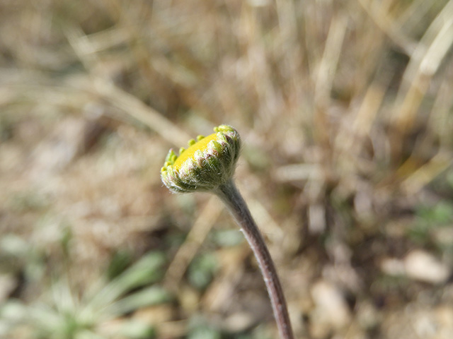 Tetraneuris scaposa var. argyrocaulon (Stemmy four-nerve daisy) #89232