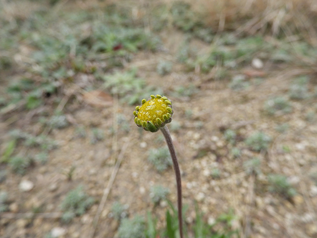 Tetraneuris scaposa var. argyrocaulon (Stemmy four-nerve daisy) #89233