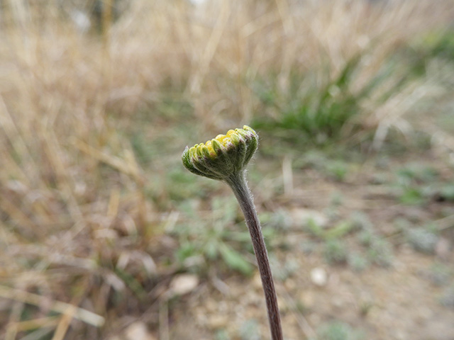 Tetraneuris scaposa var. argyrocaulon (Stemmy four-nerve daisy) #89234