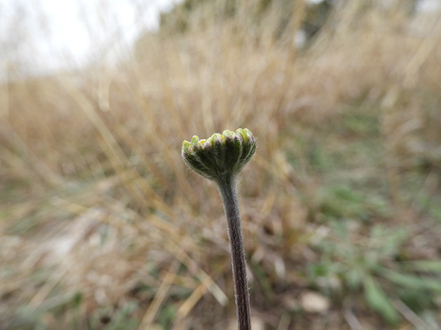 Tetraneuris scaposa var. argyrocaulon (Stemmy four-nerve daisy) #89235