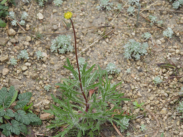 Tetraneuris scaposa var. argyrocaulon (Stemmy four-nerve daisy) #89236