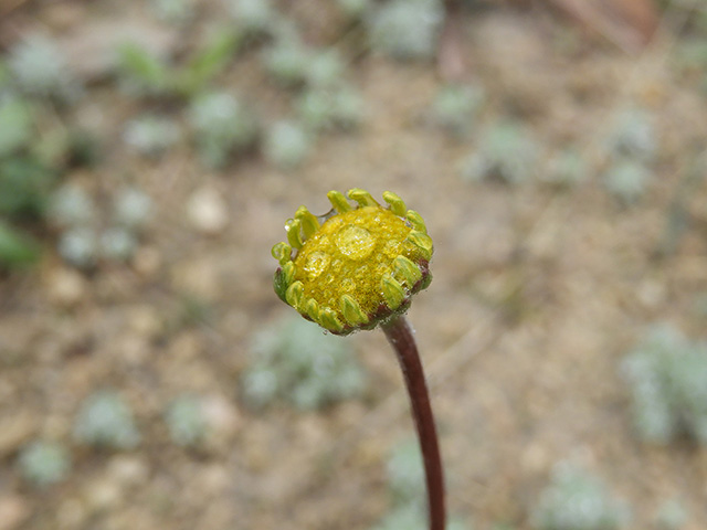 Tetraneuris scaposa var. argyrocaulon (Stemmy four-nerve daisy) #89237