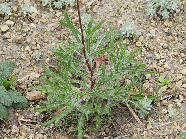 Tetraneuris scaposa var. argyrocaulon (Stemmy four-nerve daisy) #89238