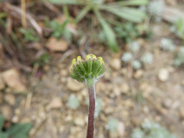 Tetraneuris scaposa var. argyrocaulon (Stemmy four-nerve daisy) #89240