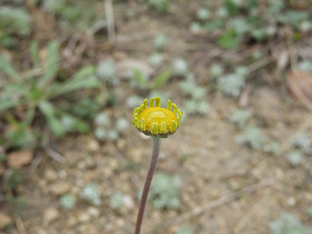 Tetraneuris scaposa var. argyrocaulon (Stemmy four-nerve daisy) #89241